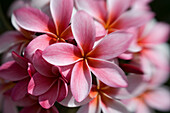 Pink Plumeria blossoms, Maui, Hawaii