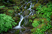 A small creek tumbles over mossy rocks in the Quinault district of Olympic National Park, Washington, USA.