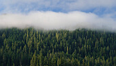 Nebelverhangener Wald oberhalb des Aufderheide Memorial Drive, Willamette National Forest, Oregon.