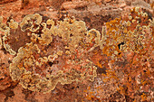 Lichen on sandstone rock in Canyon de Chelly National Monument, Arizona.