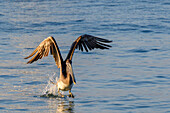 Brauner Pelikan im Flug, Chacala, Nayarit, Mexiko.