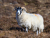 Schottisches Schwarzkopfschaf in Dun Carloway Broch auf der Insel Lewis und Harris, Äußere Hebriden, Schottland.