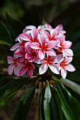 Rosa Plumeria-Blüten, Maui, Hawaii