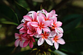 Pink Plumeria blossoms, Maui, Hawaii