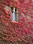 Virginia Creeper vine on a wall of Sande Tower in the historic centro district of Cáceres, Spain.