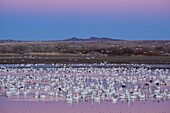 Snow geese at Bosque del Apache National Wildlife Refuge, New Mexico.