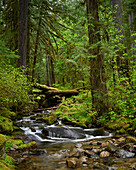 Wyatt Creek, Umpqua National Forest, Kaskadengebirge, Oregon.