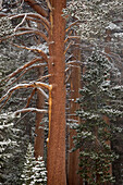 Pine trees with snow, Toiyabe National Forest, California, USA.