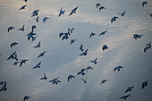 Vogelschwarm auf dem Fluss Ebro, Zaragoza, Spanien