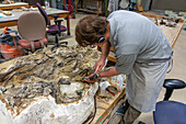 A paleontologist chips away the rock from a neck vertebra of a Barosaurus in the BYU Paleontology Museum in Provo, Utah.