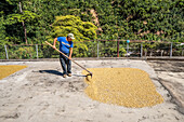 Drying process on the terraces of houses Guatemala