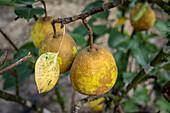 Pear tree in Aguacatan, Huehuetenango, Guatemala