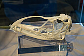 Skull of Caelestiventus hanseni, a pterosaurid flying reptile, in the BYU Paleontology Museum in Provo, Utah.