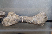 Femur of Ischigualastia jenseni, a dicynodont therapsid from the late Triassic in the BYU Paleontology Museum in Provo, Utah.