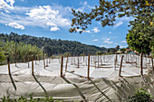 Tomato nursery in Aguacatan, Huehuetenango, Guatemala