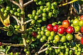 Kaffeeplantagen in Hoja Blanca, Huehuetenango, Guatemala