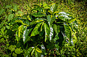 Kaffeepflanze in Hoja Blanca, Huehuetenango, Guatemala