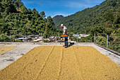 Drying process on the terraces of houses Guatemala