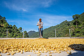 Drying process on the terraces of houses Guatemala