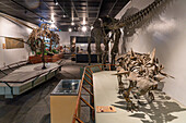 Skeleton of Gastonia burgei, an armored dinosaur, in the BYU Paleontology Museum in Provo, Utah.