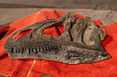 Skull cast of Allosaurus jimmadseni from the Jurassic Period in the BYU Paleontology Museum in Provo, Utah.