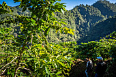 Kaffeeplantagen in Hoja Blanca, Huehuetenango, Guatemala