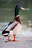 Enten im Ebro-Fluss, Zaragoza, Spanien