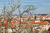 Rooftops of Lesser Town (Mala Strana) and Old Town through spring blossom, Prague, Czechia, Europe