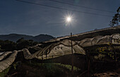 First nation Karen farmers working in fruit and flower polytunnels in Mae Hong Son province, Thailand, Southeast Asia, Asia