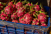 Dragon fruit for sale at Kad Luang fish and vegetable market in Chiang Mai, Thailand, Southeast Asia, Asia