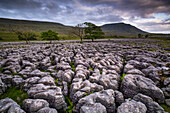 Southerscales Kalksteinpflaster und Ingleborough, Yorkshire Dales National Park, Yorkshire, England, Vereinigtes Königreich, Europa