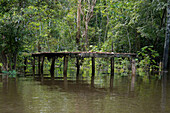 Boardwalk in the flooded forest along the Rio Negro, Manaus, Amazonas State, Brazil, South America