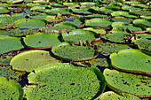 Floating leaves of the giant water lily (Victoria amazonica), Amazonas state, Brazil, South America