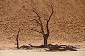 Totes Vlei, Sossusvlei, Namib-Wüste, Namibia, Afrika