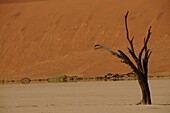 Totes Vlei, Sossusvlei, Namib-Wüste, Namibia, Afrika