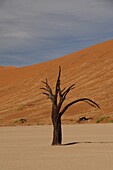 Totes Vlei, Sossusvlei, Namib-Wüste, Namibia, Afrika