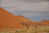 Totes Vlei, Sossusvlei, Namib-Wüste, Namibia, Afrika