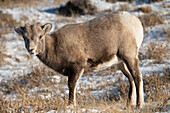 Dickhornschaf (Ovis canadensis) auf einem winterlichen Berg, Jasper-Nationalpark, UNESCO-Welterbe, Alberta, Kanada, Nordamerika