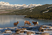 Bergbock (ovis canadensis) während der Brunftzeit, Jasper National Park, UNESCO Welterbe, Alberta, Kanadische Rockies, Kanada, Nordamerika