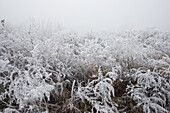 Gefrorene Szene im Winter, Rumänien, Europa