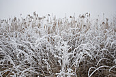 Gefrorene Szene im Winter, Rumänien, Europa