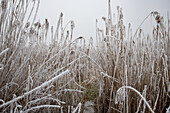 Gefrorene Szene im Winter, Rumänien, Europa