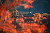 Kiyomizu-dera Koyasunoto-Pagode umrahmt von herbstlich gefärbten Bäumen, UNESCO-Weltkulturerbe, Kyoto, Honshu, Japan, Asien