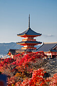 Kiyomizu-dera Buddhist temple and Sanjunoto three Story Pagoda with autumn color, Kyoto, UNESCO World Heritage Site, Honshu, Japan, Asia