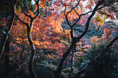 Autumn colors in Kiyomizu-dera Buddhist temple garden, Kyoto, UNESCO World Heritage Site, Honshu, Japan, Asia