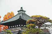 Tofuku-ji Buddhist Temple roof detail, Kyoto, Honshu, Japan, Asia