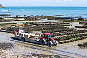 Austernzucht, Cancale, Ille-et-Vilaine, Bretagne, Frankreich, Europa