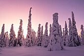 Magisches Winterlicht hüllt den Wald im Riisitunturi-Nationalpark ein, Posio, Finnland, Europa