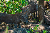 Blick auf Warzenschweine im Hluhluwe-Imfolozi Park (Umfolozi), dem ältesten Naturschutzgebiet Afrikas, Provinz KwaZulu-Natal, Südafrika, Afrika