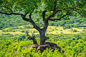 Blick auf Elefanten im Hluhluwe-Imfolozi Park (Umfolozi), dem ältesten Naturreservat Afrikas, Provinz KwaZulu-Natal, Südafrika, Afrika